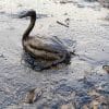 Oiled Bird Black Sea Oil Spill 111207