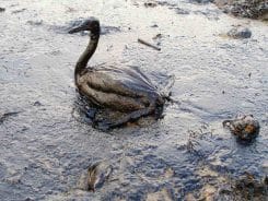 Oiled Bird Black Sea Oil Spill 111207