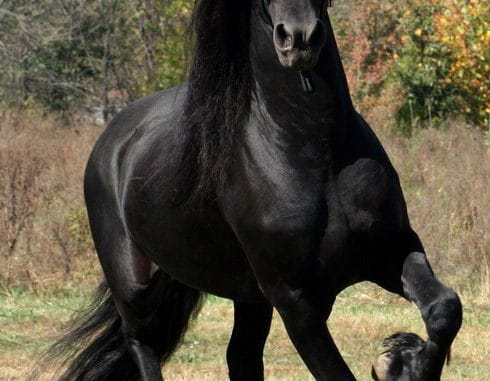 Friesian Stallion