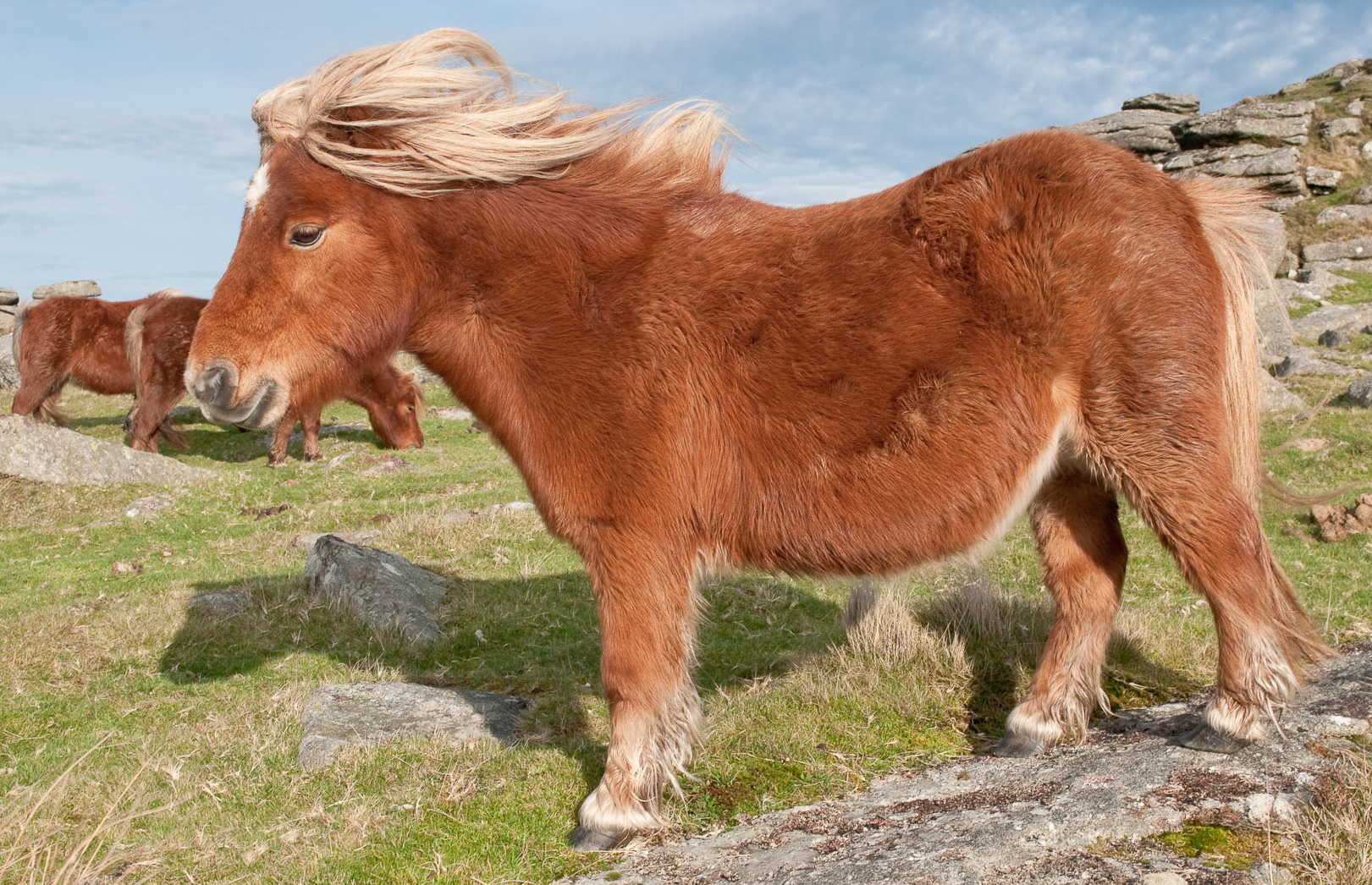 Windswept_Hill_Pony_on_Rowtor,_Dartmoor