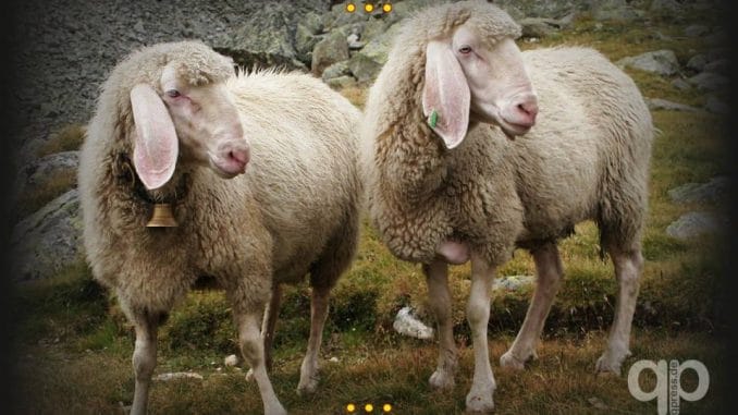 Schafe die glauben menschen oennten nicht ohne Regierung existieren