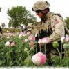 Dank USA: Afghanistan wieder führende Drogenregion