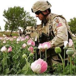 Dank USA: Afghanistan wieder führende Drogenregion