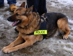 rassistischer amerikanischer polizeihund deutscher schaeferhund rassismus bei polizeihunden