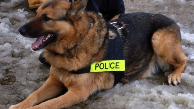 rassistischer amerikanischer polizeihund deutscher schaeferhund rassismus bei polizeihunden