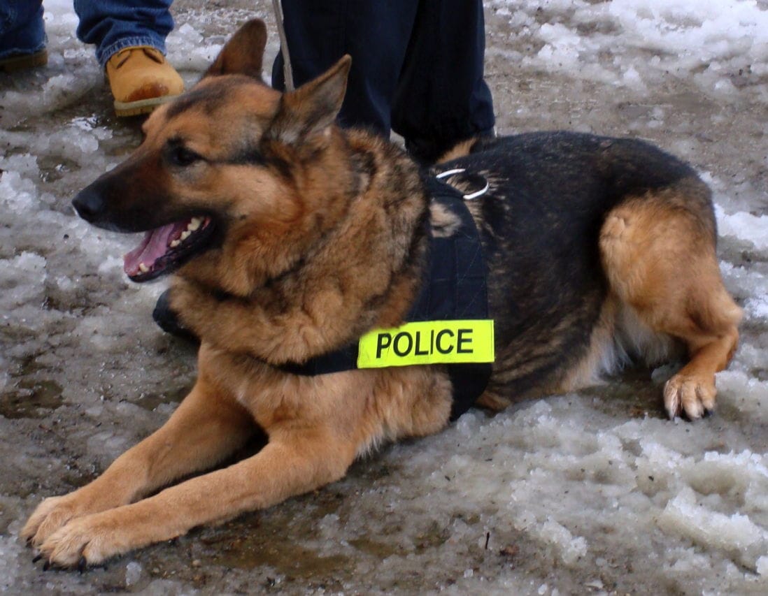 Rassismus bei US-Polizeihunden, es werden nur noch Latinos und Schwarze gebissen