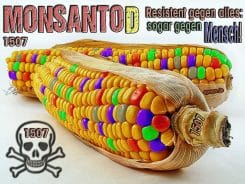 Genmais MonsantoD Gen Food Gift EU Zulassung Verbrechen Konzernpolitik qpress