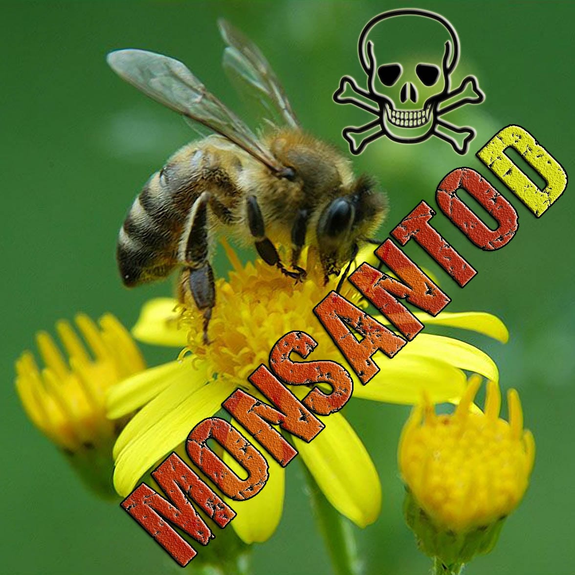 Müssen die Bienen in Europa den MONSANTO(D) sterben MonsantoD Bienen Sterben Honig Imker Verlust Gen Mais Pollen qpress