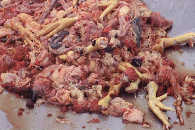Gammelfleisch-Separatorenfleisch-erlesene-Reste-fuer-die-Allgemeinheit-nur-das-Beste-Fleischindustrie-Huehnerbeine