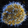 Ebola Virus Particles ansicht killer Afrika Amerika Forschung Todmacher Krankmacher