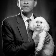 Barack hussein obama merkel bulldog german war poodle hells angela Kampfhund