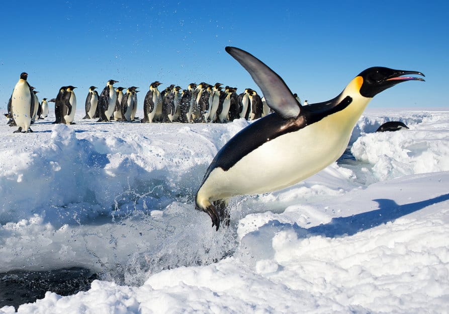 In der Antarktis startender Marschlug Pinguin auf den Weg in die USA bedrohung der nationalen Sicherheit