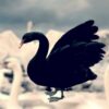 boerse schwarzer schwan niedergang verlust value at risk crash zusammenbruch