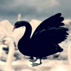 boerse schwarzer schwan niedergang verlust value at risk crash zusammenbruch